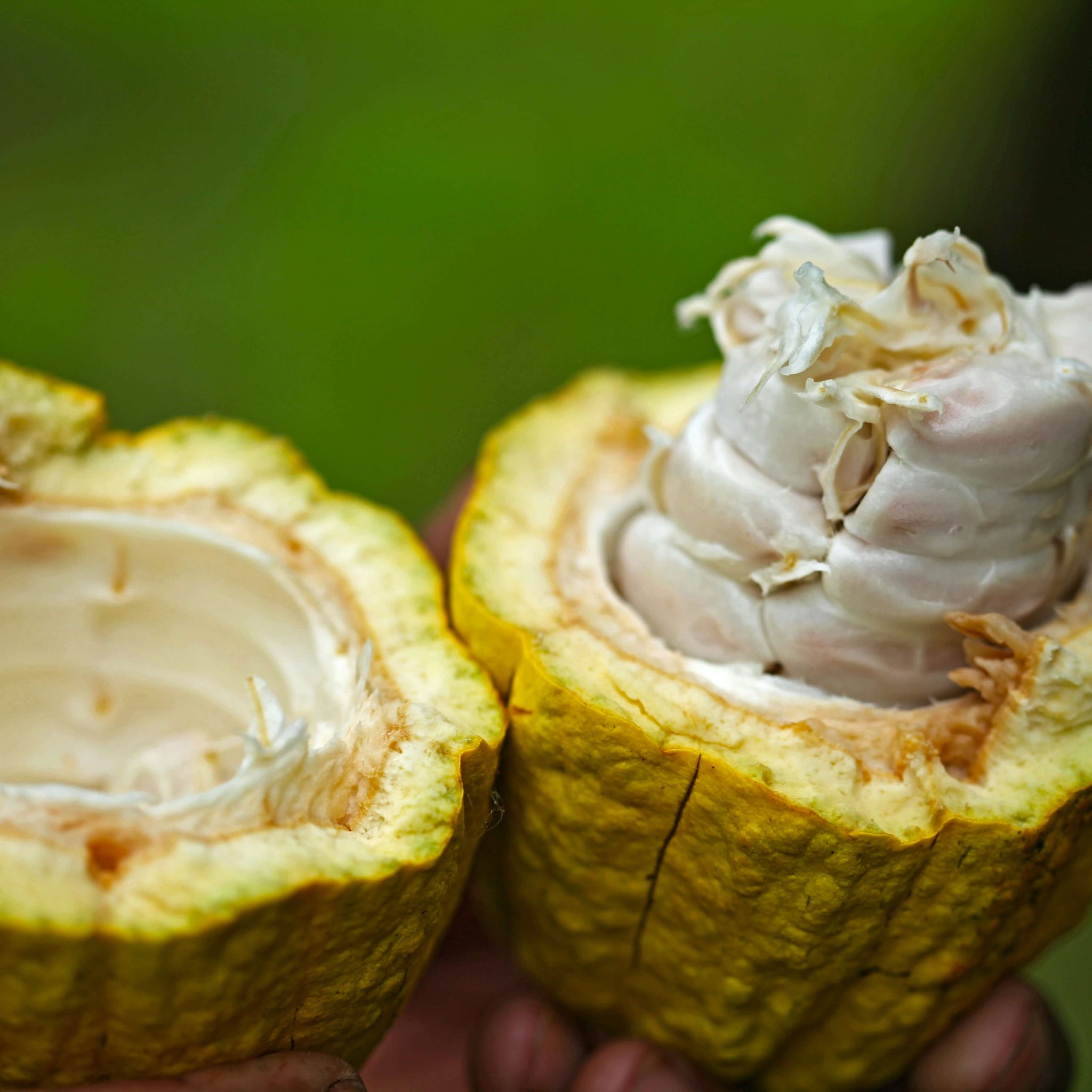 Theobromine Toothpaste: The Fluoride Alternative from Cacao