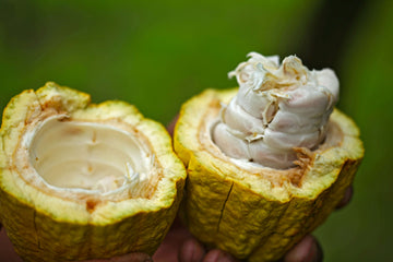 Cacao beans — the natural source of theobromine used in TranscenDental toothpaste