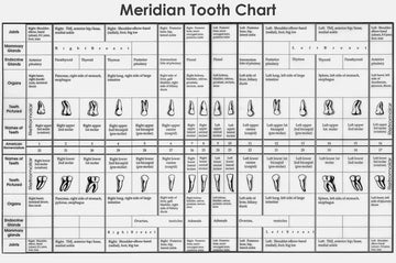 tooth meridian chart showing dental connections to organs and body systems
